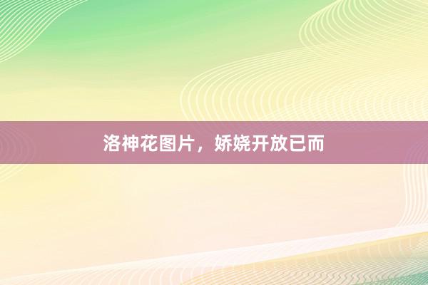 洛神花图片，娇娆开放已而